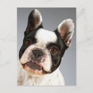 Love French Bulldog Puppy Dog Post Card