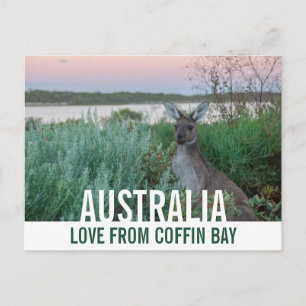 Love From Australia Kangaroo Pink Sunset Lake Postcard