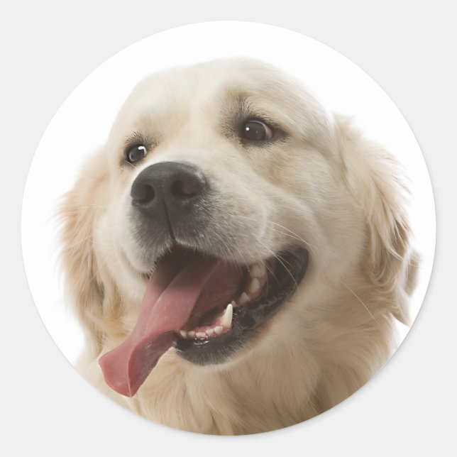 Love Golden Retriever Puppy Dog Stickers (Front)