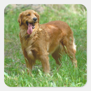 Love Golden Retriever Puppy Dog Stickers