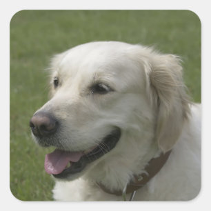 Love Golden Retriever Puppy Dog Stickers
