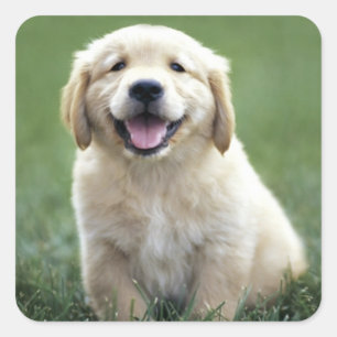 Love Golden Retriever Puppy Dog Stickers