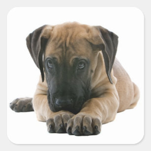 Love Great Dane Puppy Dog Sticker / Seal