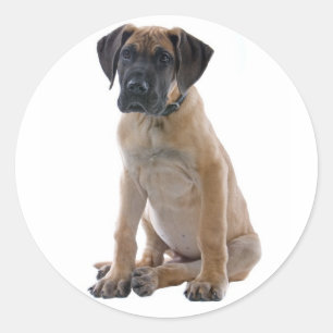 Love Great Dane Puppy Dog Sticker / Seal