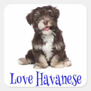 Love Havanese Puppy Dog Sticker