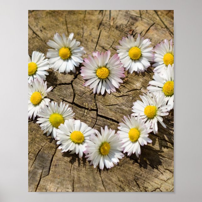 Love Heart Daisies Poster (Front)