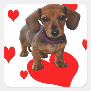 Love (Hearts) Dachsies - Dachshund Square Sticker