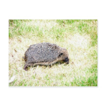 Love Hedgehogs