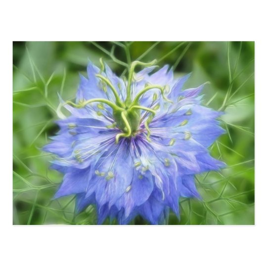 Love In A Mist - Nigella Damascena Postcard