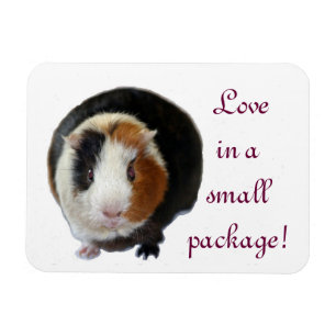 Love In A Small Package Magnet