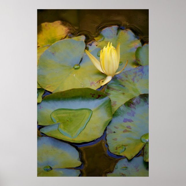 Love in A Water Lily Poster (Front)