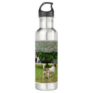 Love Is A Fox Terrier, 710 Ml Water Bottle