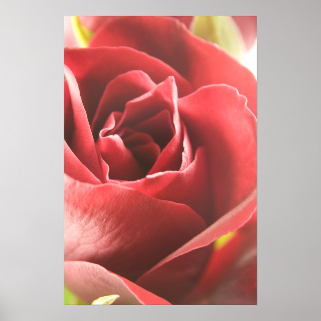 Love is a red rose ... poster (Front)