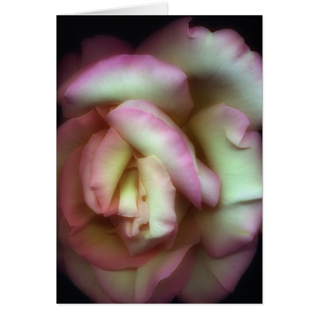 <Love is a Rose> by Nathan Griffith (Front)