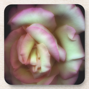<Love is a Rose> by Nathan Griffith Coaster