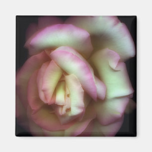 <Love is a Rose> by Nathan Griffith Magnet