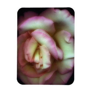 <Love is a Rose> by Nathan Griffith Magnet