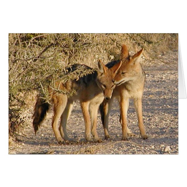 Love is in the air (Jackals) Card (Front Horizontal)