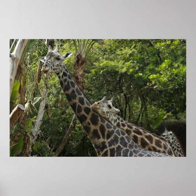 Love Is In The Air Poster (Front)