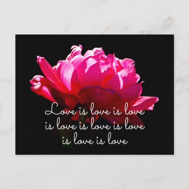 Love is love Dramatic Romantic Pink Rose Postcard (Front)
