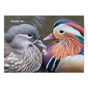 Love is... Mandarins