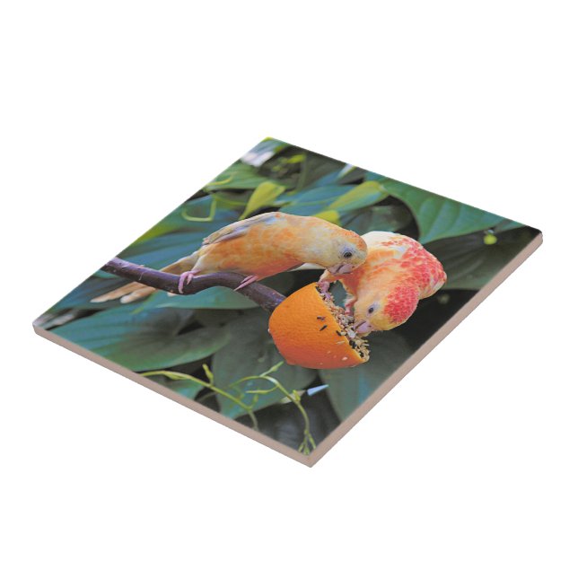 Love is Sharing: Yellow Turquoisine Parakeets Tile (Side)