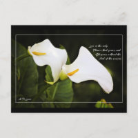 Love is the only flower