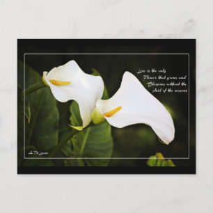 Love is the only flower postcard