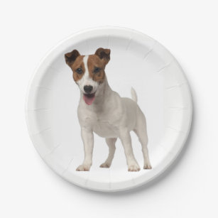 Jack Russell Terrier Painting Dog Art Eraser Zazzle