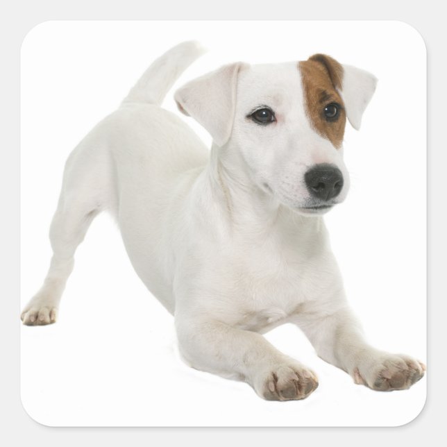 Love Jack Russell Terrier Puppy Dog White Brown Square Sticker (Front)