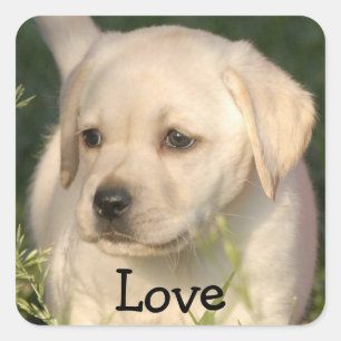Love Labrador Retriever Puppy Sticker