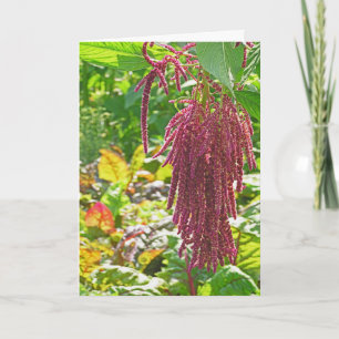 "LOVE LIES BLEEDING" (AMARANTHUS CAUDATUS) PLANT) CARD