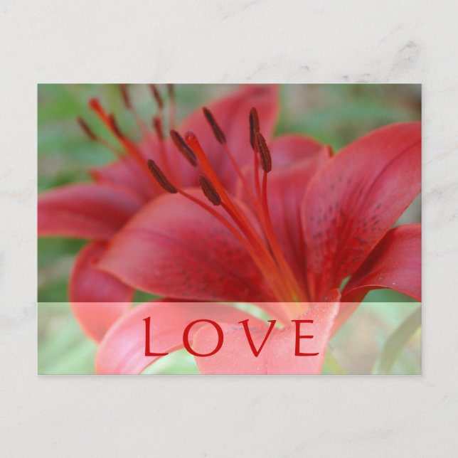 Love Lily Postcard (Front)