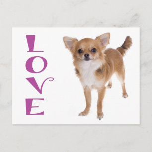 Love Long Hair Chihuahua Puppy Dog Post Card
