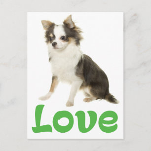 Love Long Hair Chihuahua Puppy Dog Post Card