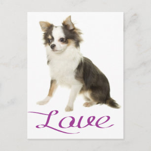 Love Long Hair Chihuahua Puppy Dog Post Card