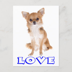 Love Long Hair Chihuahua Puppy Dog Post Card
