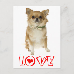 Love Long Hair Chihuahua Puppy Dog Post Card