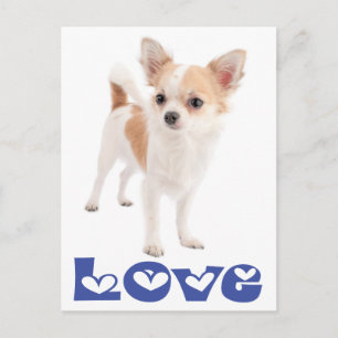 Love Long Hair Chihuahua Puppy Dog Post Card