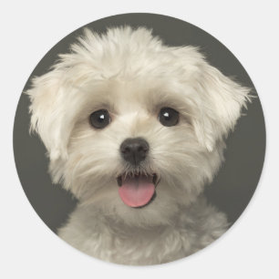 Love Maltese Puppy Dog Stickers / Seals