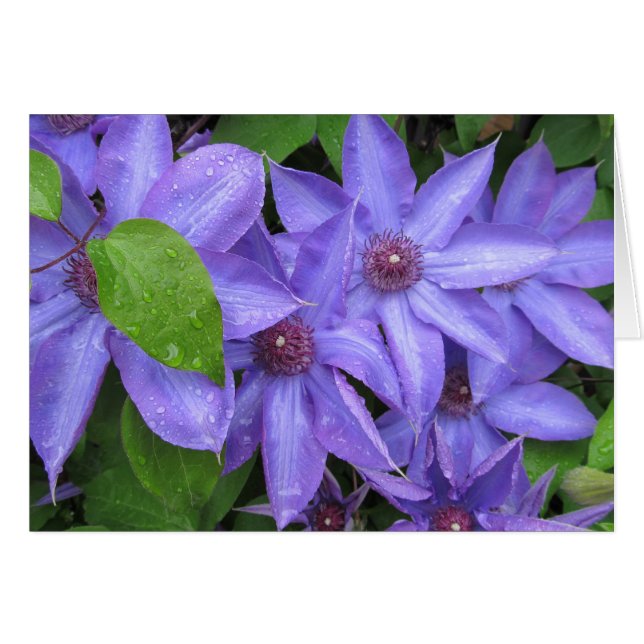 Love Me Blue - TBD series (Front Horizontal)