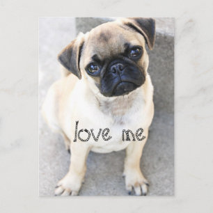 love me - cute mops postcard