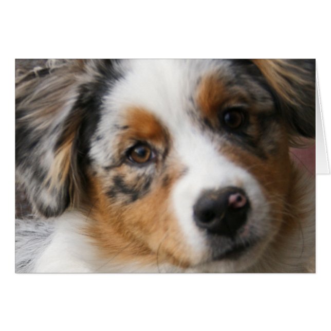 Love my Aussie (Front Horizontal)