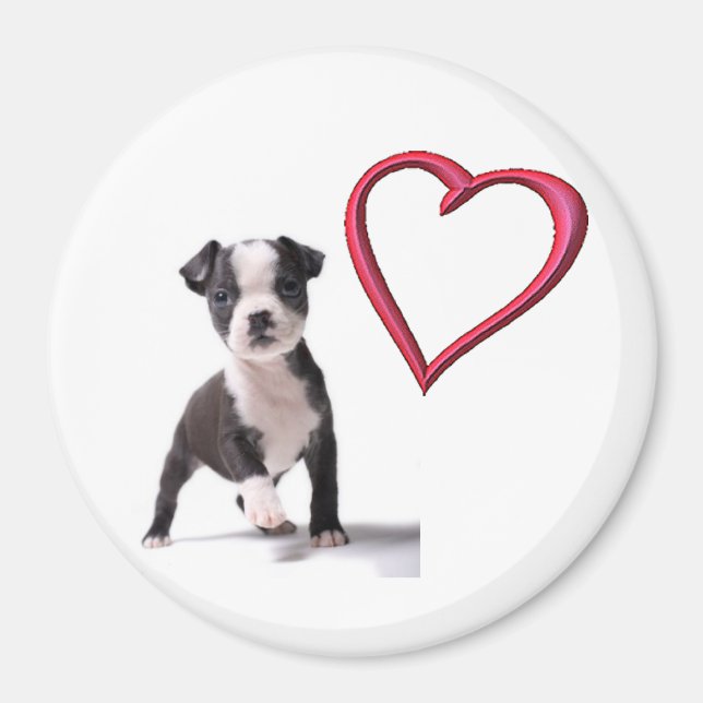 Love My Boston Puppy Dog Magnet (Front)