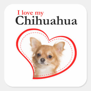 Love My Chihuahua Stickers