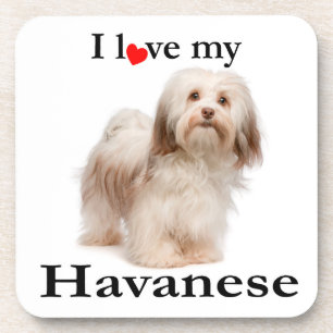 Love My Havanese Coaster Set