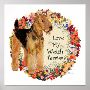 Love My Welsh Terrier Poster