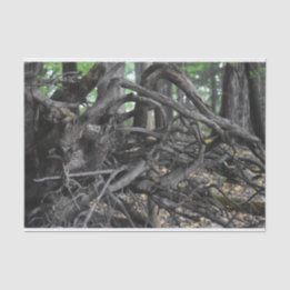 Love of a Fallen Tree Tissue Paper