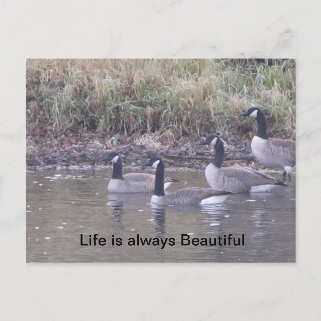 Love of Nature Postcard (Front)