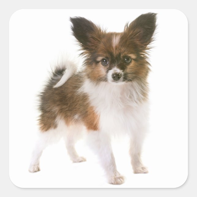 Love Papillon Puppy Dog Hello, Miss You Square Sticker (Front)